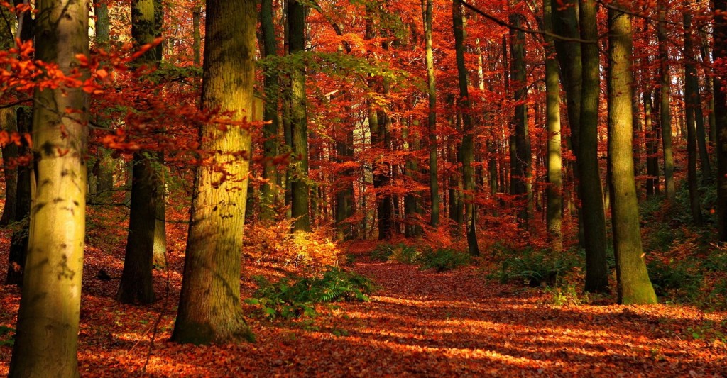 lankaran-forest