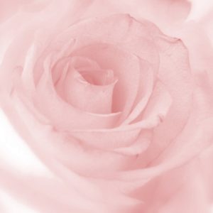 DR SEBAGH – Rose de Vie